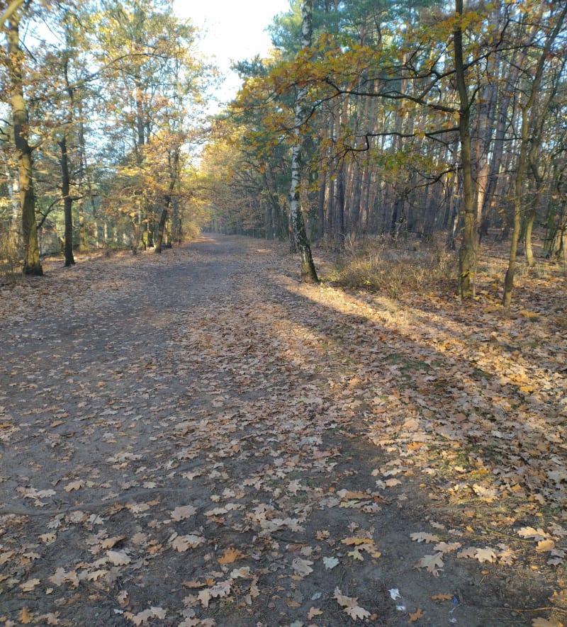 Las Anecin Warszawa Białołęka - Warszawa