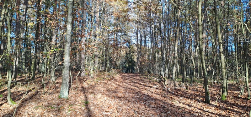 Jesień w lesie - Polkowice - Polkowice