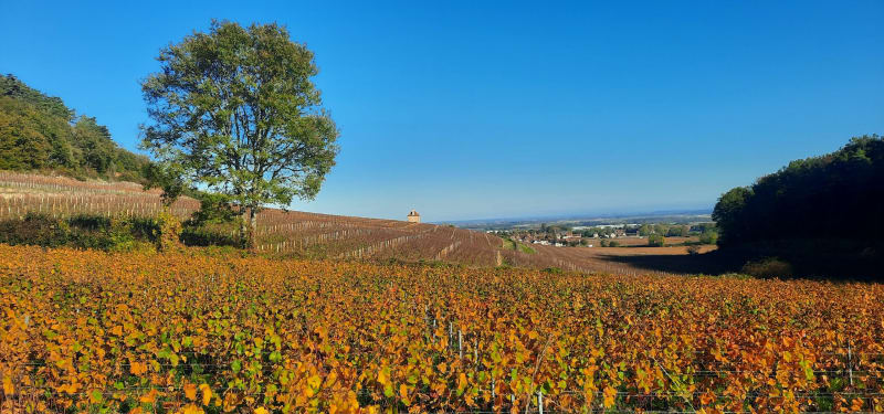 Dans le  vignoble de Gevrey Chambertin et la Combe Lavaux. - Gevrey-Chambertin