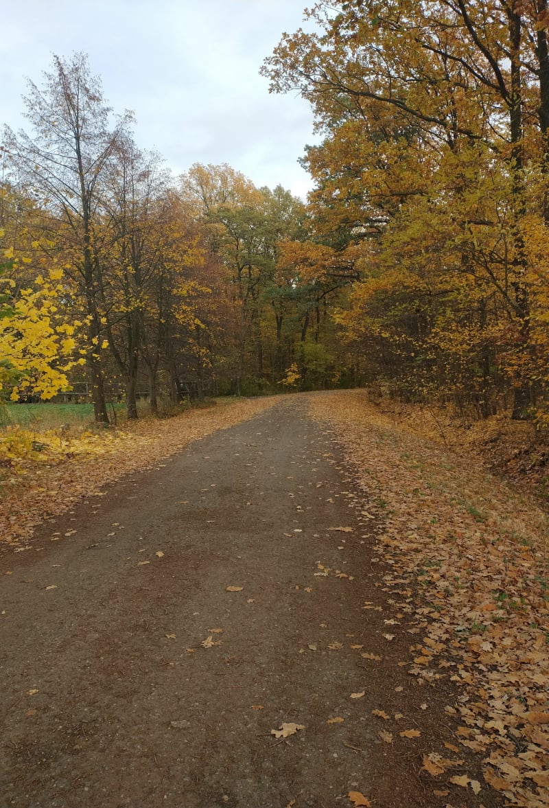 Las Trzcińska - Skierniewice