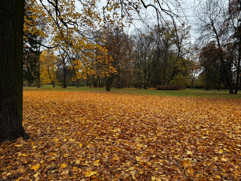 Park Julianowski, trasa pieszo-biegowa - Łódź