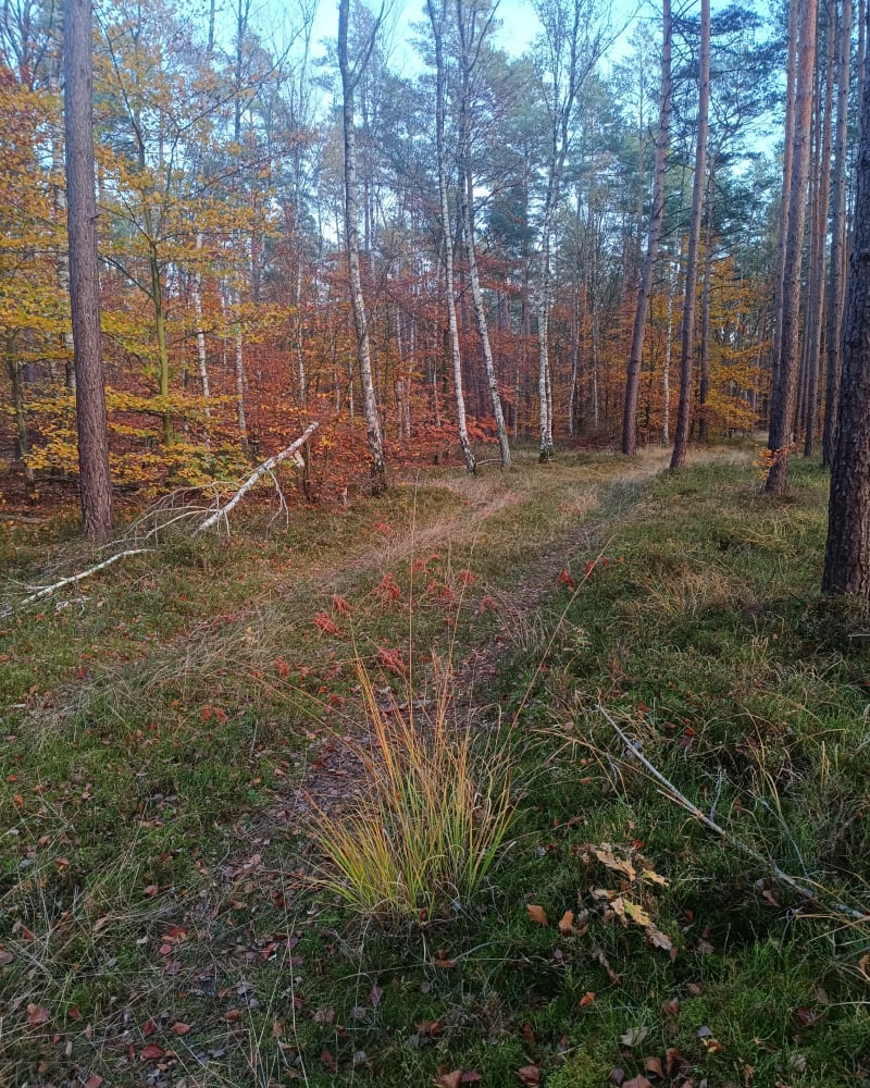 Trasa na spacer z psem - Stawno