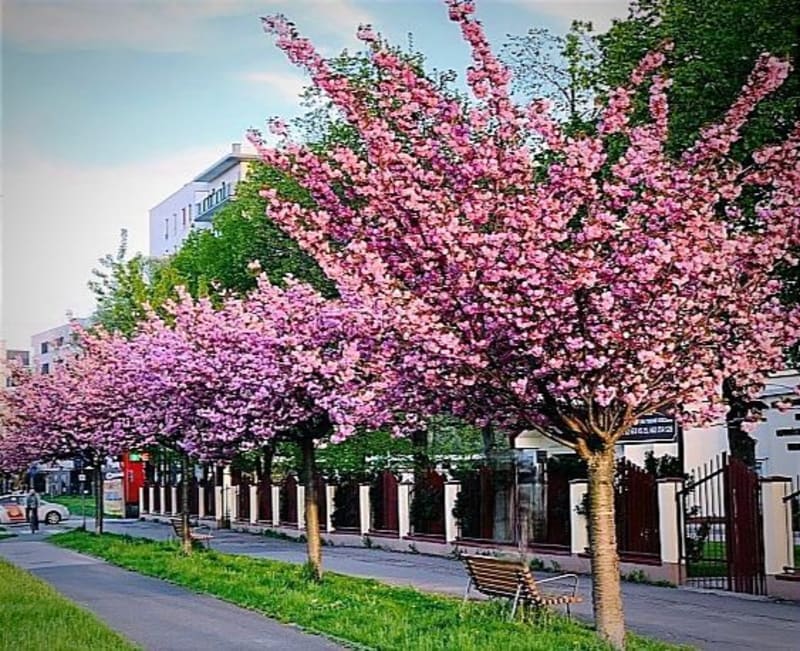 Warszawska mała Japonia kwitnąca na różowo - Warszawa