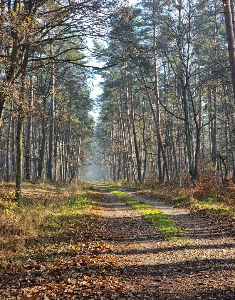 Puszcza Niepołomicka Pętla Kłaj - Kłaj