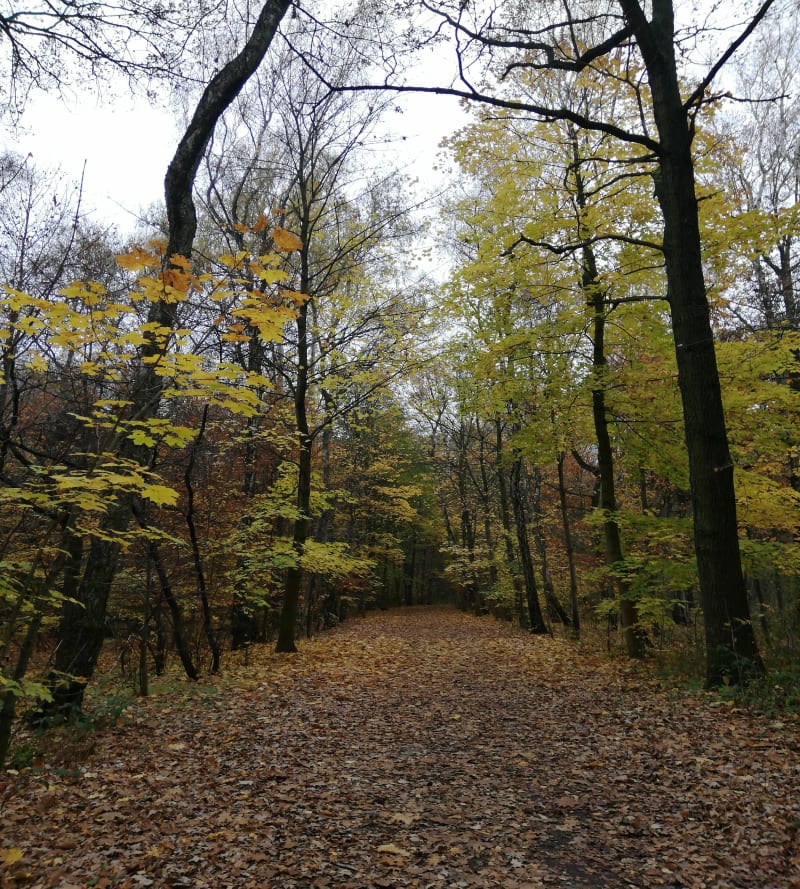 Park kultury i wypoczynku w Gliwicach - daleko od tężni - Gliwice