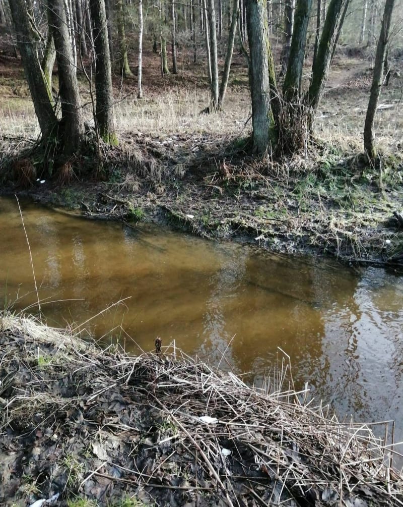 Borowiecka Banino - Banino