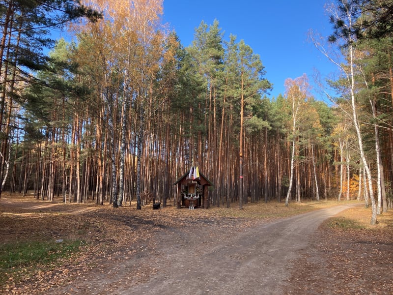 Puszcza Sandomierska - Jeżowe
