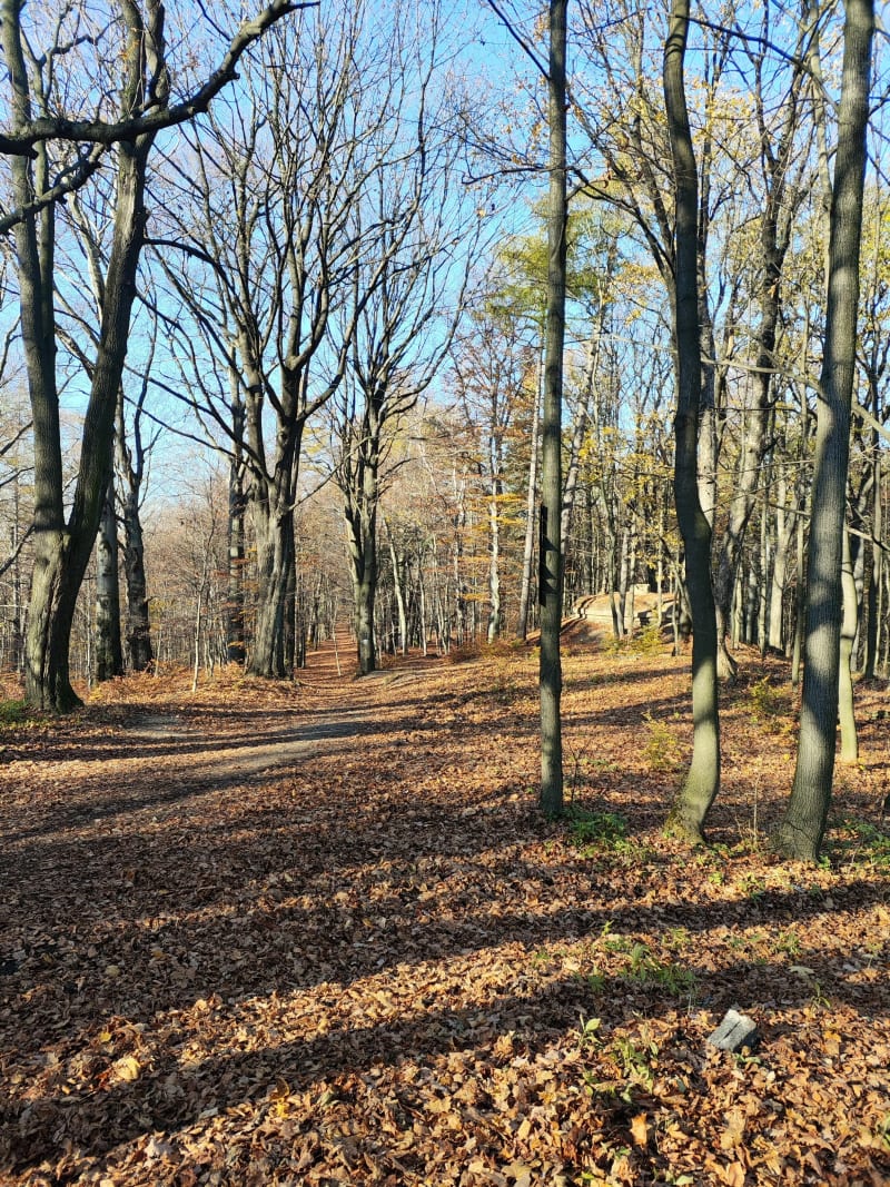 Wieża widokowa Gedymina - Szczawno-Zdrój