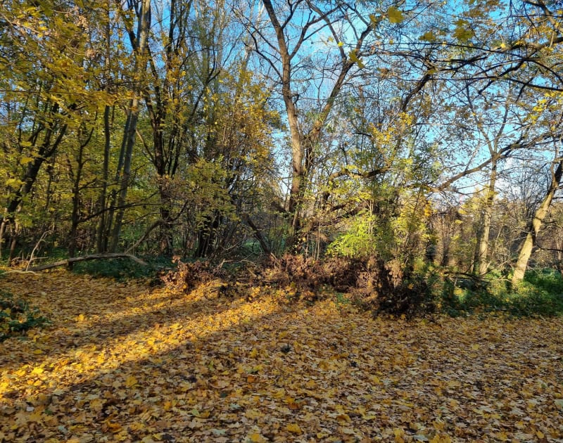 Park przy sggw - Warszawa