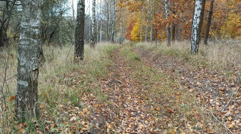 Trasa lesna - Kwidzyn