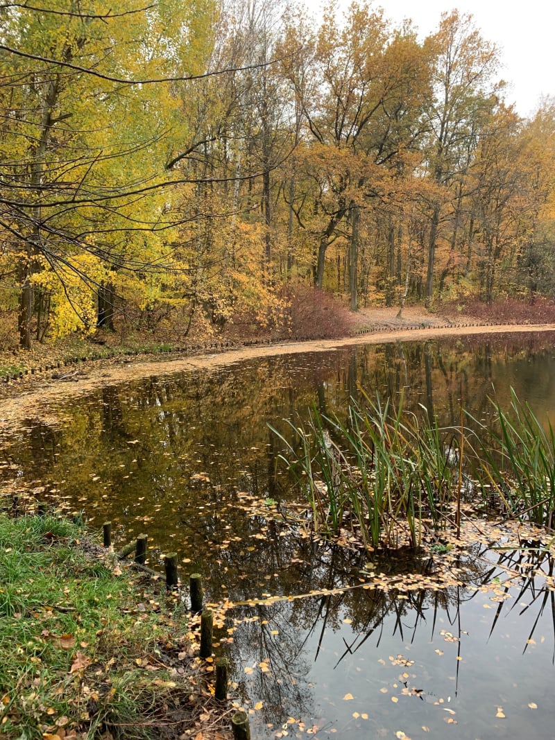 Jesienny spacer po Lasku Marcelińskim - Poznań