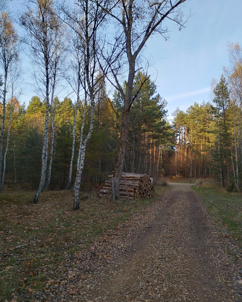 Lasy koło Olkusza - Zimnodół