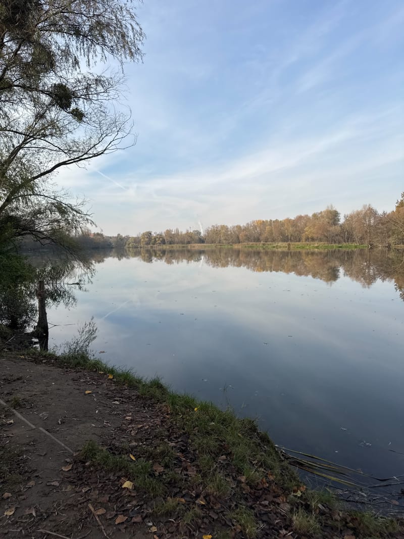 Las Mokrzański z Przedmieścia Oławskiego - Wrocław