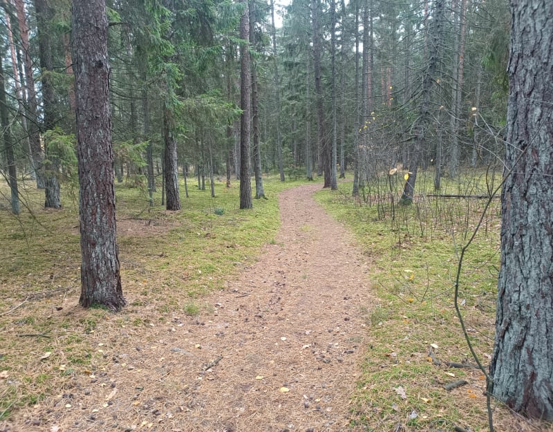 Las Tuczyński - Horodniany