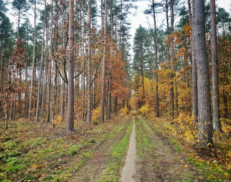 Szutrowa pętla w Lesie Gdańskim - Bydgoszcz