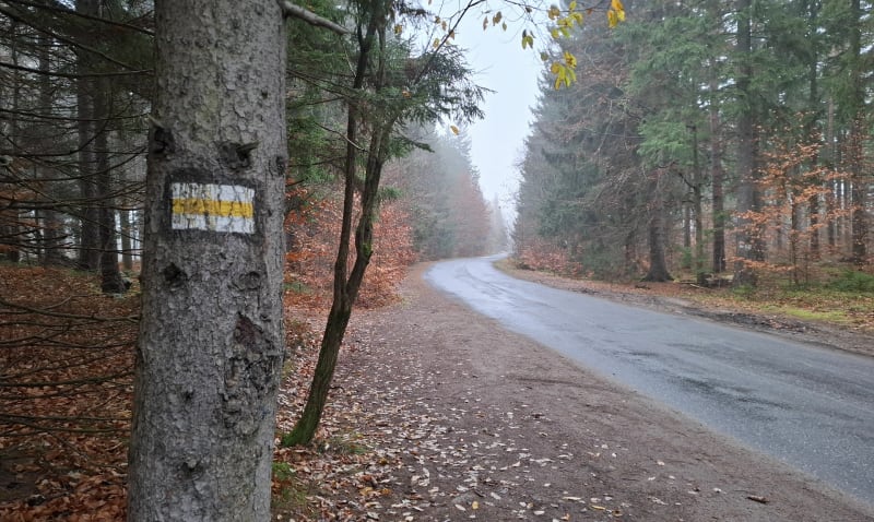 Krótka pętla z Przesieki do Borowic - Przesieka