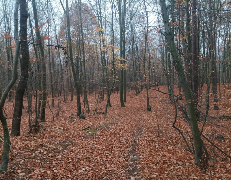 Urozmaicony spacer - Gdynia