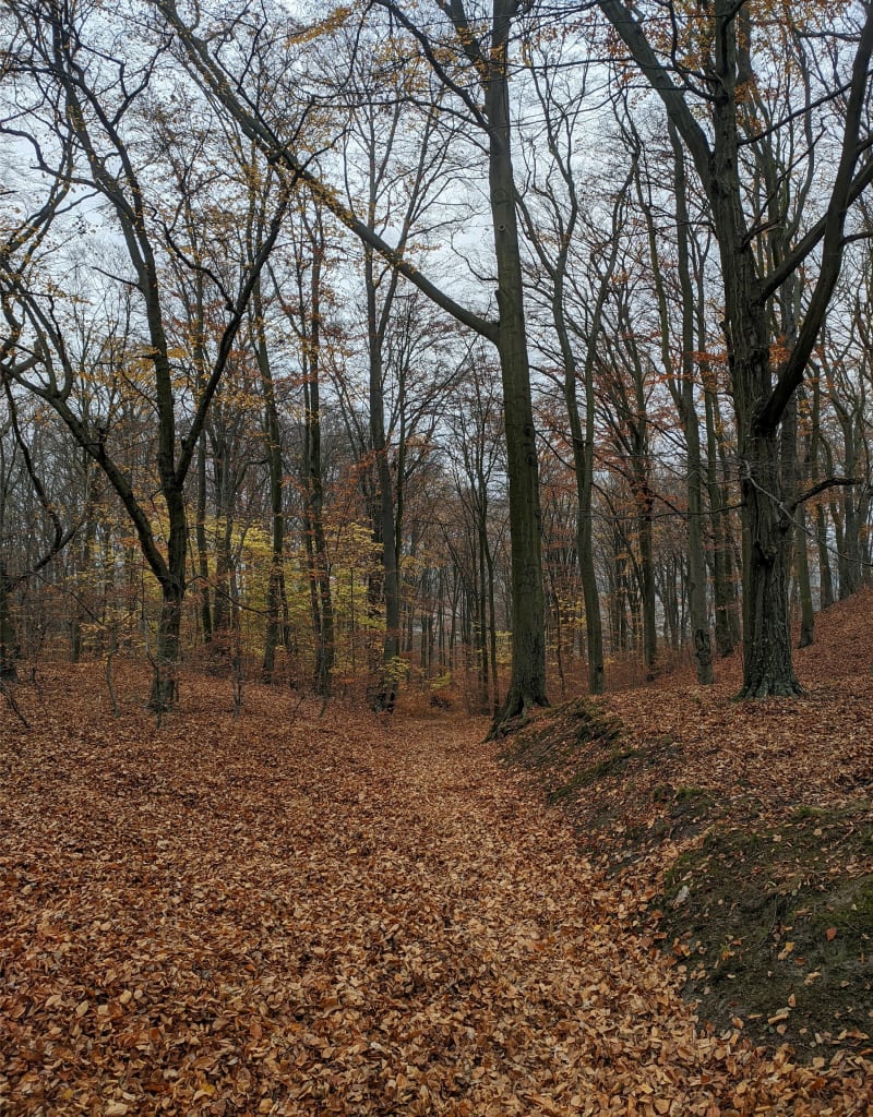 Park Ferberów w jesiennym klimacie - Gdańsk