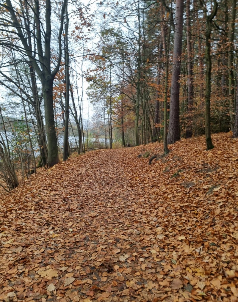 Piękne Długie w Olsztynie przy spadających liściach - Olsztyn