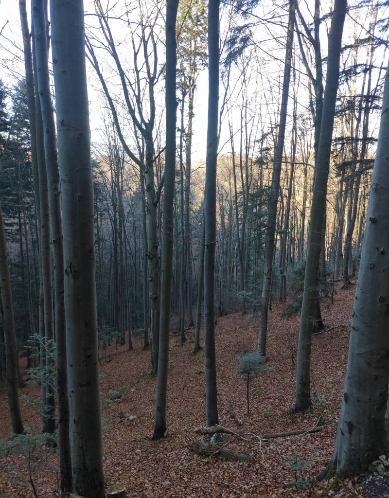 Podejście z Krościenka na Trzy Korony z pętelką - Krościenko nad Dunajcem