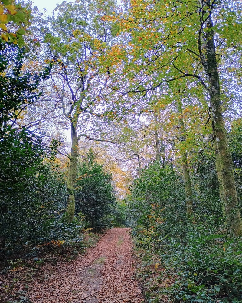 Balade sur les hauts de Saint Ferréol - Vaudreuille