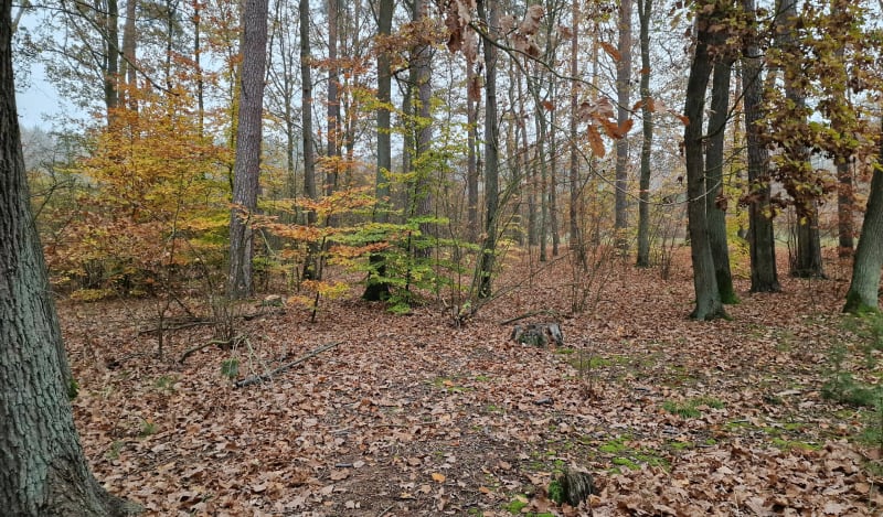 Pętlą Olimpijska - Wrocław