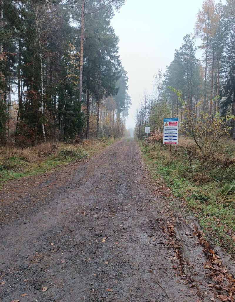 Wielki Las Lubański spacer po Górze Liściastej. - Luban