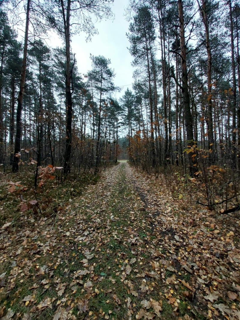 Maczki Piernikarka - Sosnowiec
