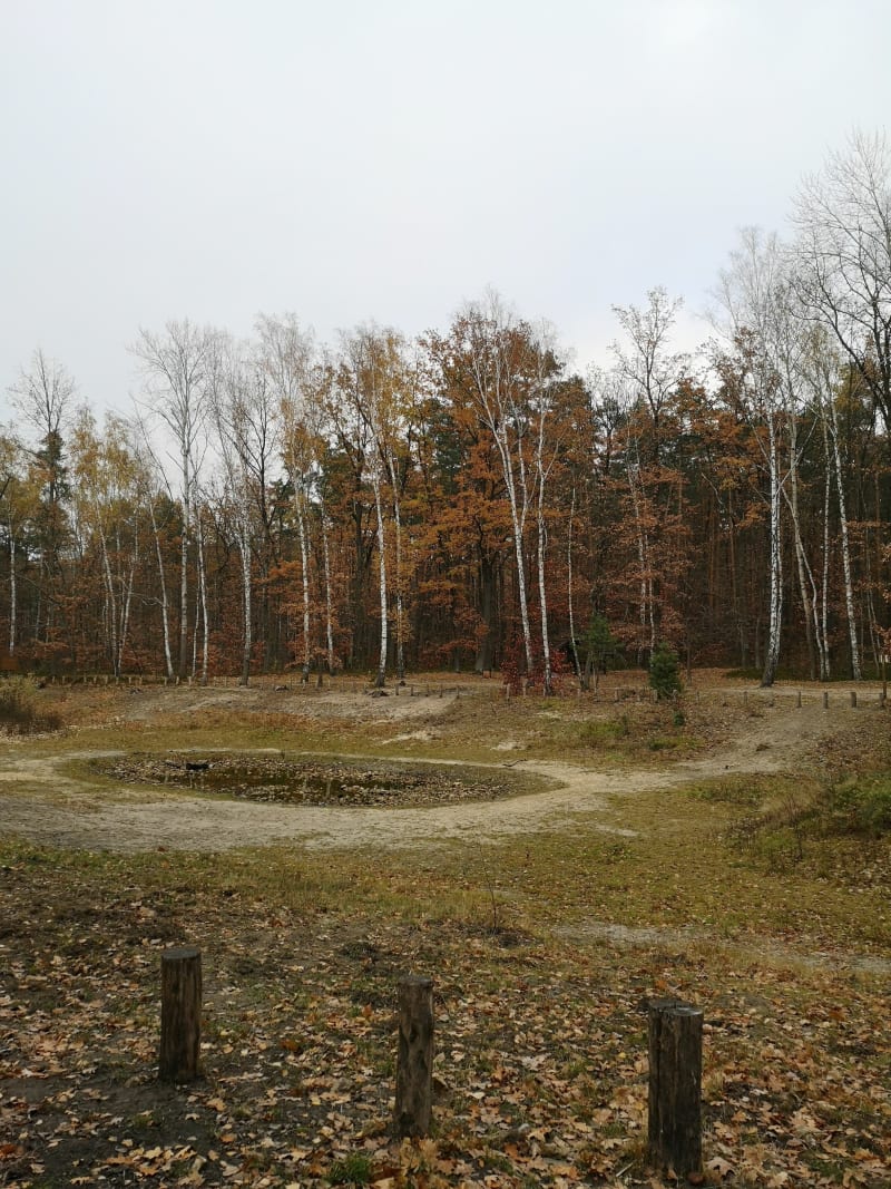 Spacer po lesie w Międzylesia (Mazowiecki Park Krajobrazowy) - Warszawa