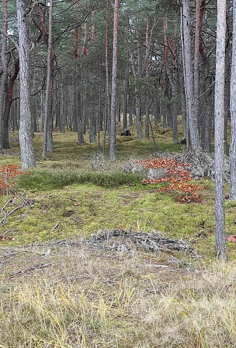 Sobieszewo i Łosie - Gdańsk