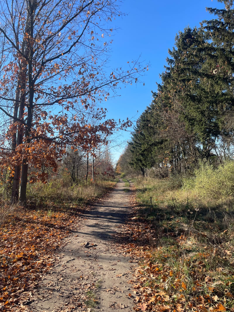 Uroczysko leśna ścieżka - Łódź