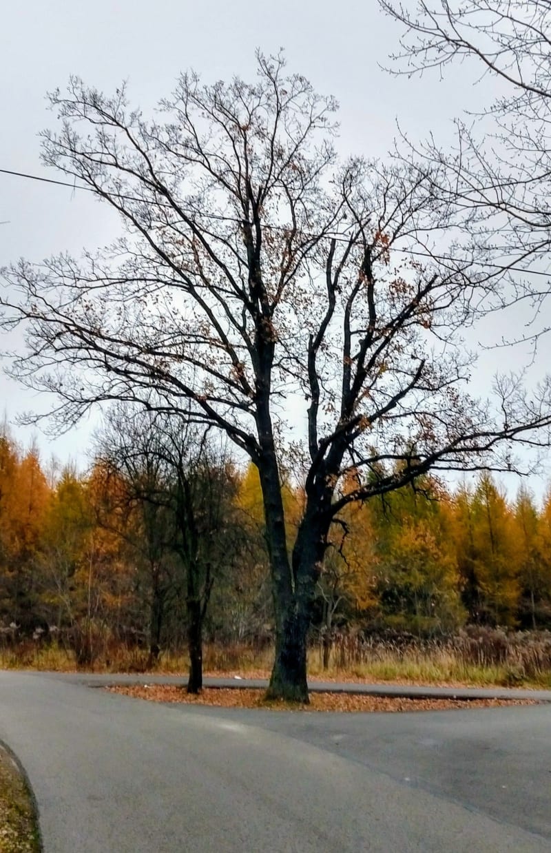 Podmiejski spacerek - Radomsko