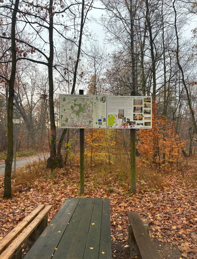 Miejsko-leśna pętla po lesie przy rezerwacie Segiet. - Bytom