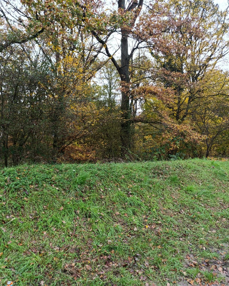 Balade forêt de Saint Eutrope avec ou sans chiens - Fleury-Mérogis
