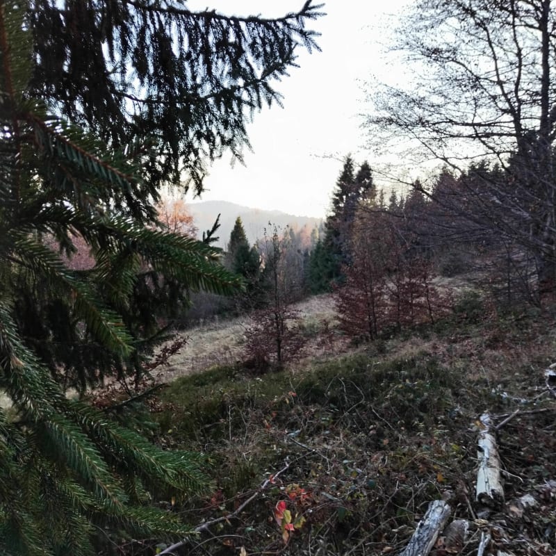 Krótka trasa do wieży widokowej na Magurkach - Ochotnica Górna