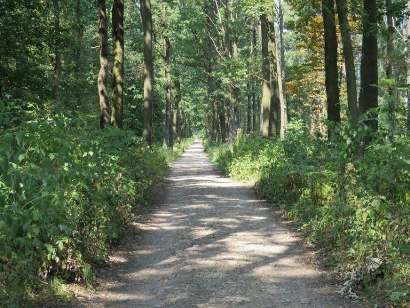 Las Dioblina - Piekary Śląskie