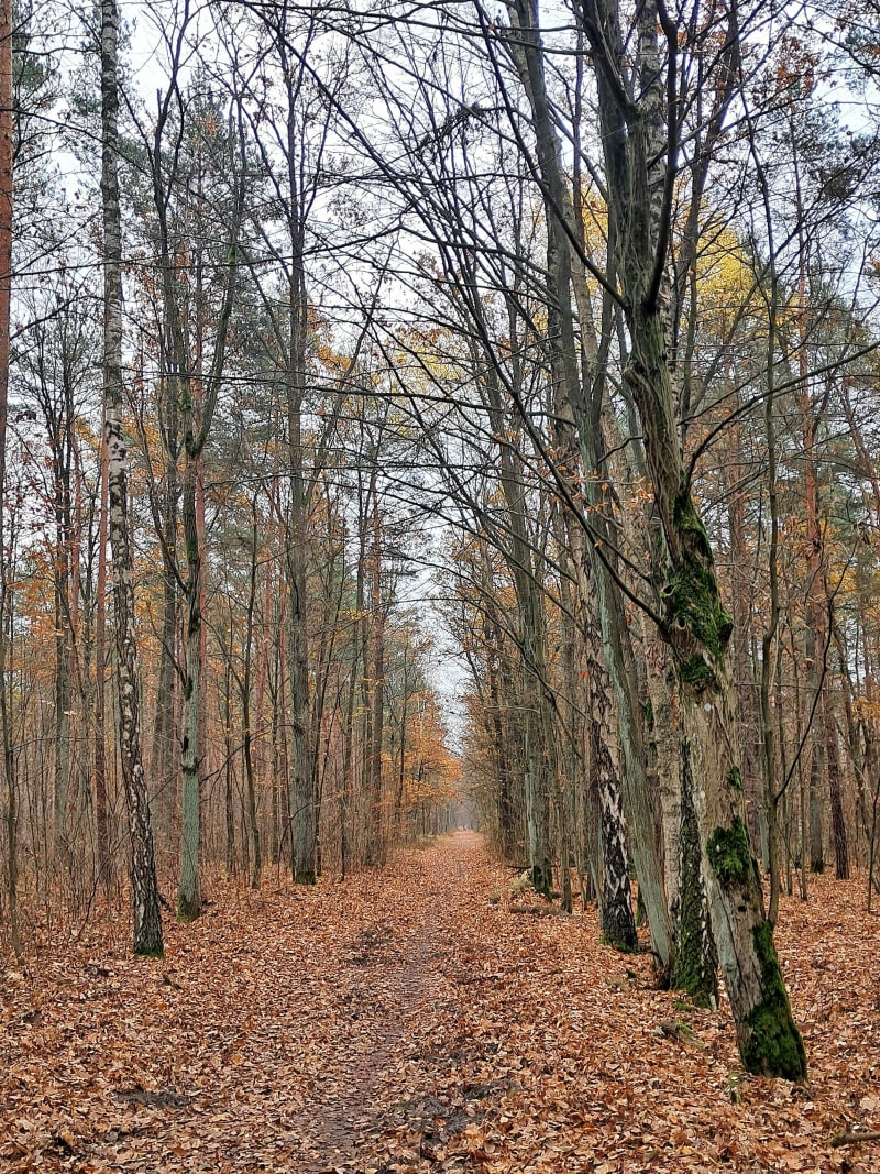 Pętla po Puszczy Słupeckiej - Stanisławów Pierwszy
