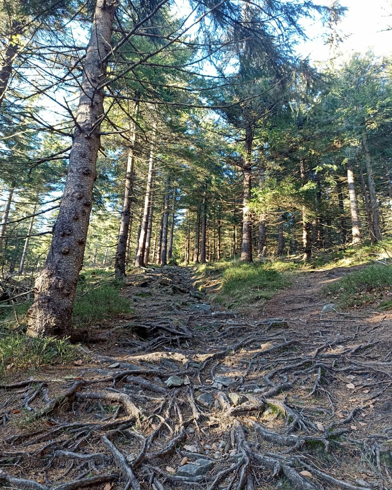 Czarnica żólty szlak z Bielic - Bielice