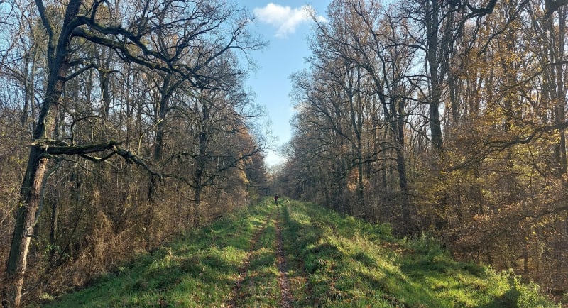 Pętla po wałach: Wilkszyn-Janówek-Wilkszyn - Wilkszyn