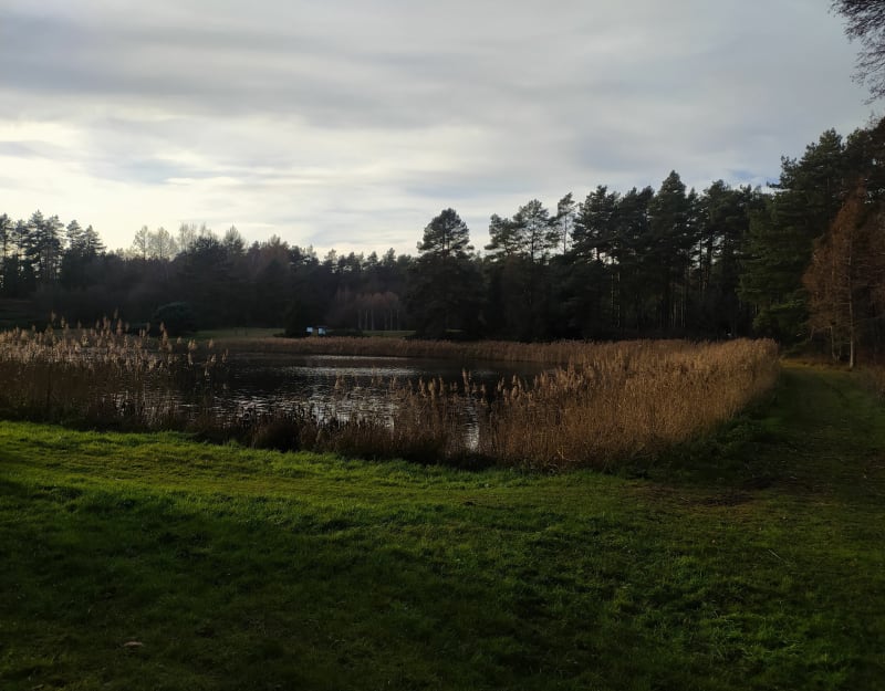 Puszcza Zielonka - Arboretum leśne w Zielonce - Zielonka