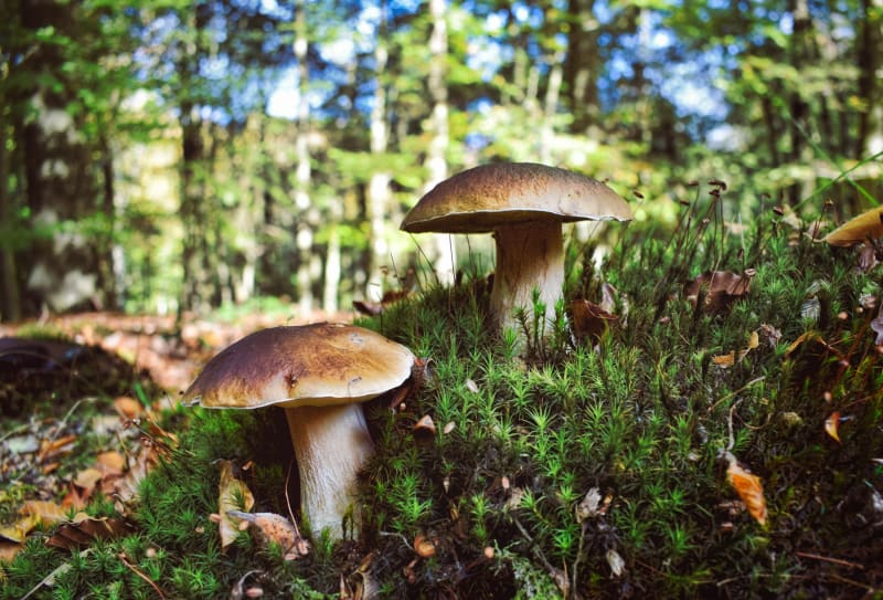 Marche en forêt à Amnéville - Amnéville