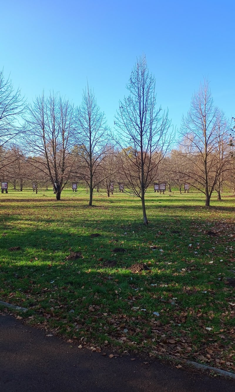 Park lipowy, park kęty - Kęty