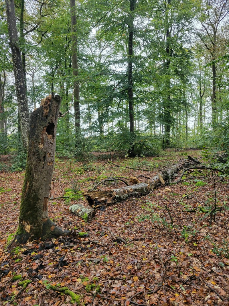 Randonnée Hôpital / bois de Milesse - Le Mans