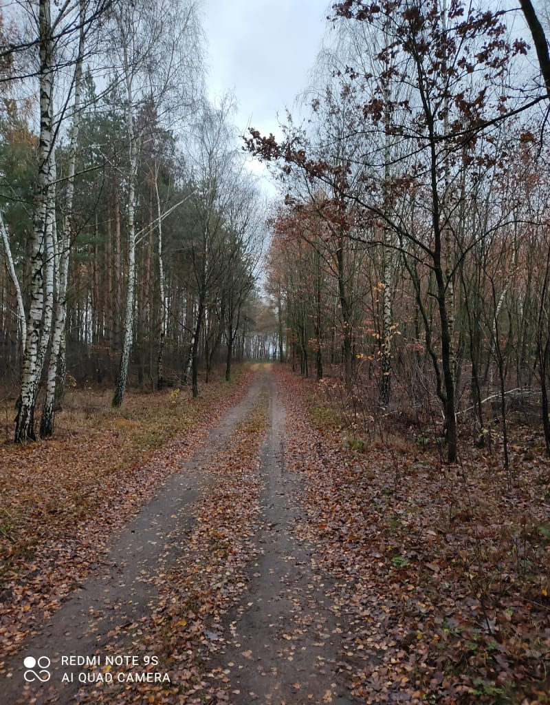 Las koło miejscowości Pawłowo - Pawłowo