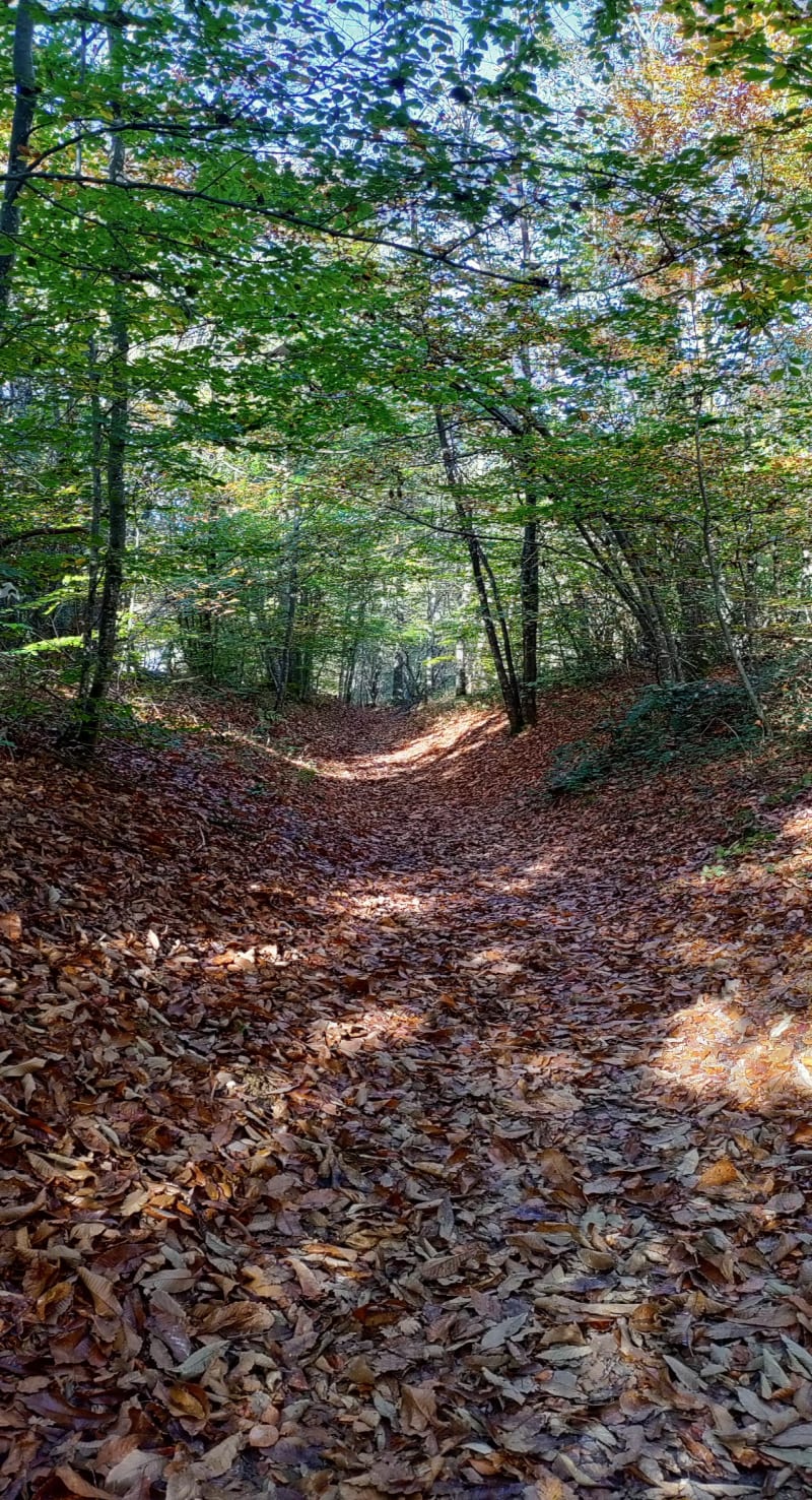 Balade dans les bois de Chambaran - Saint-Pierre-de-Bressieux