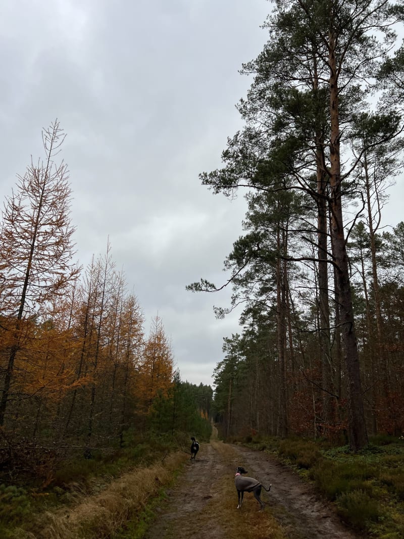 Las Piaśnicki - Wejherowo