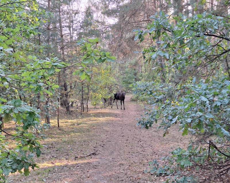 Trasa Starówka - Skarpa - Toruń