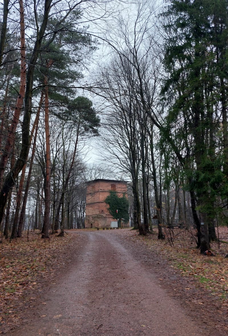 Las Gichta - Żory