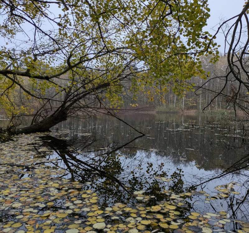 Relaks w Lasku Marcelińskim - Poznań