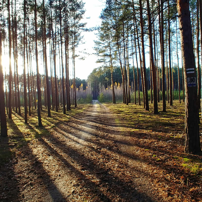 7,7 km Szlak pieszo-rowerowy wokół jeziora Chełmno - Lubsko